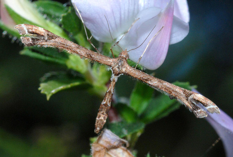 Pterophoridae da conf; 2